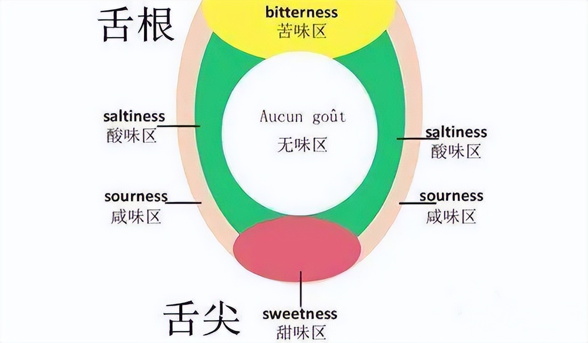 人类舌头味蕾分布图图片